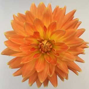 Meet your Posher, Diego